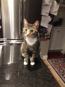 A tabby cat sitting on a kitchen counter in front of a refrigerator
